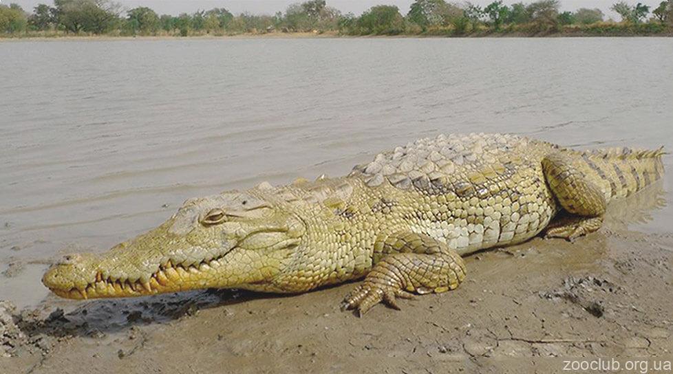 Crocodylus moreletti фото
