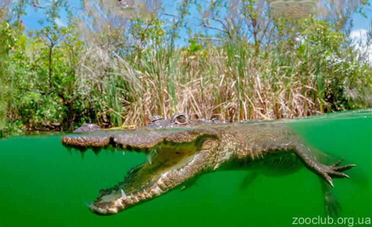Мексиканский крокодил фото