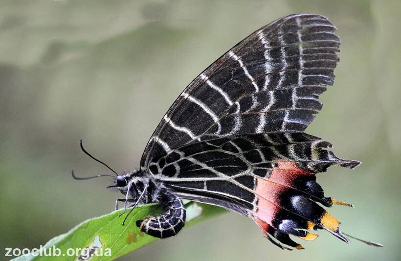 Бабочка «Слава Бутана»