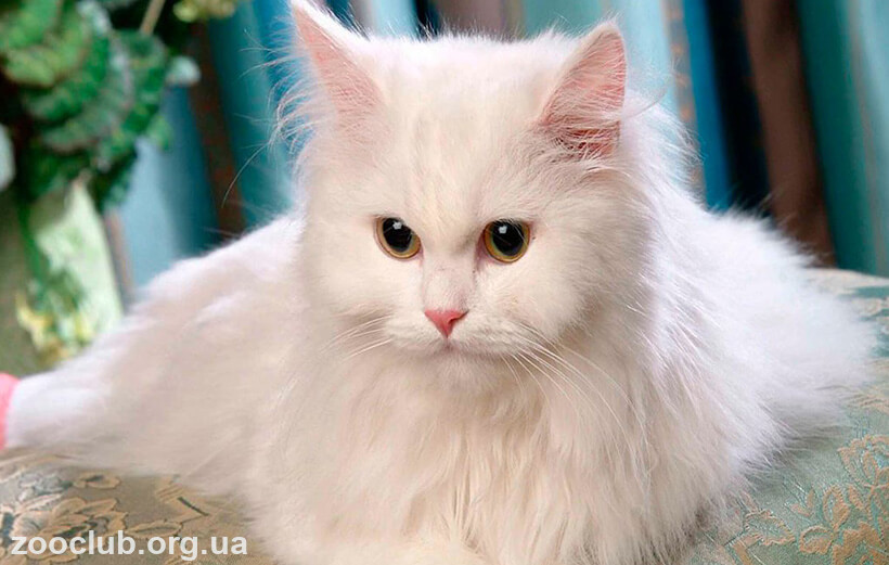 Фото персидской кошки
