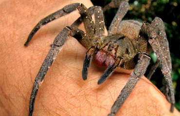 Бразильський мандрівний павук, або банановий павук