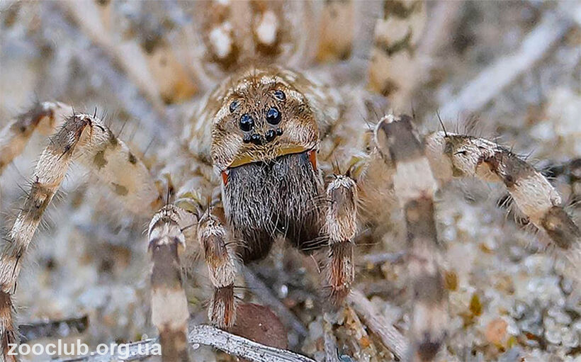 Фото южнорусского тарантула