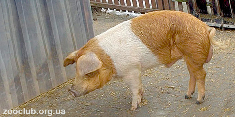 Красно-пестрая хузумская свинья фото