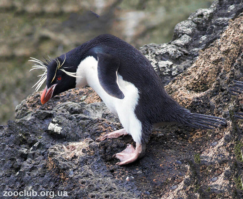 скалистый златовласый пингвин фото