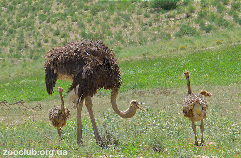 Фото южноафриканского страуса