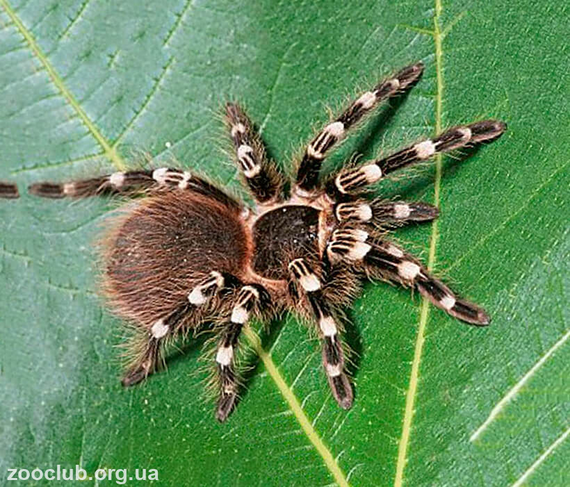 Фото бразильского черно-белого паука