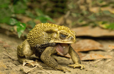 Ропуха ага, або очеретяна жаба