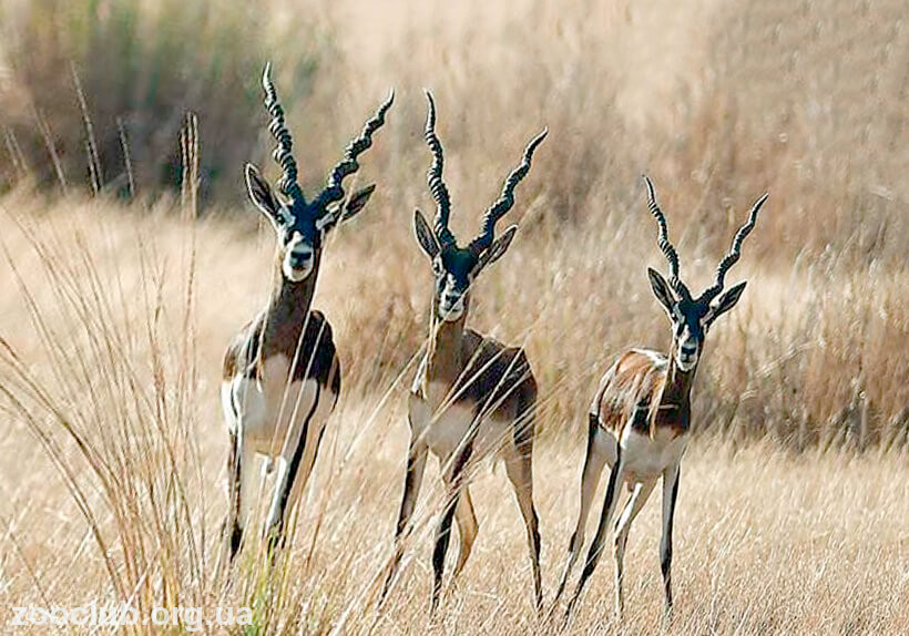 Фото оленекозьей антилопы