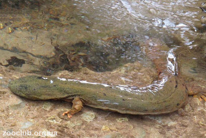 аллеганская саламандра фото