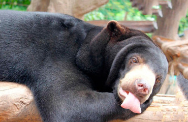 Малайский медведь, или бируанг