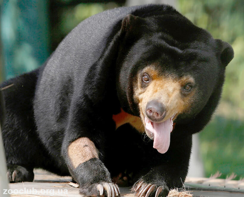 Малайский медведь фото