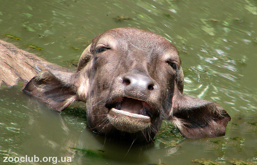 Фото индийского водяного буйвола