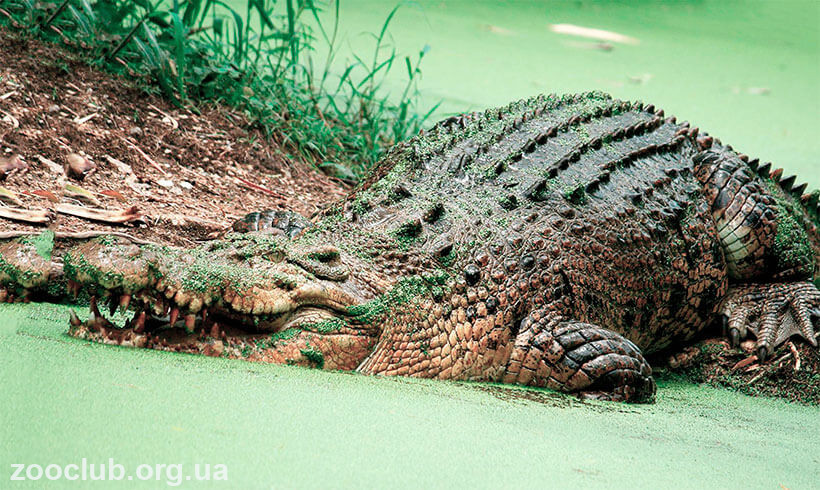 Гребнистый крокодил фото