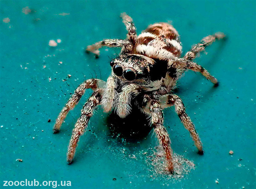 обыкновенный паук-скакун фото