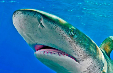 Длиннокрылая акула