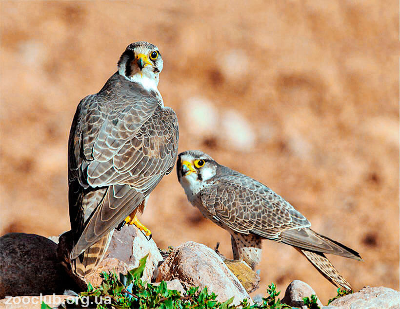  Falco biarmicus