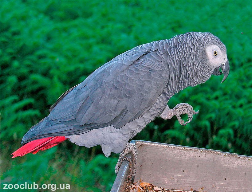 серый попугай фото