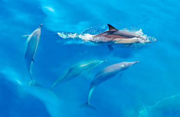 Дельфін звичайний, або білобочка