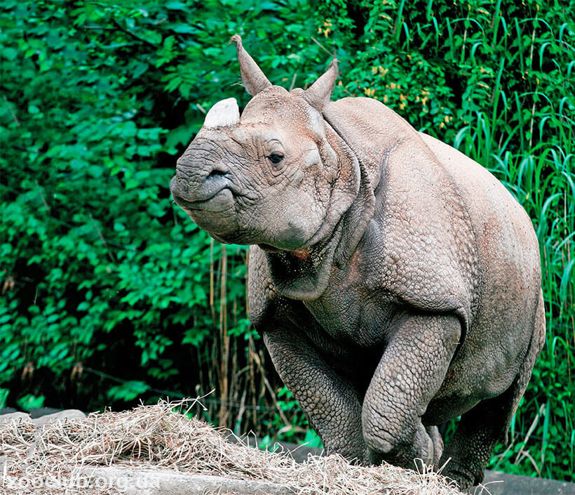 носорог фото