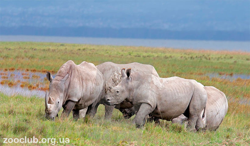Белый носорог фото