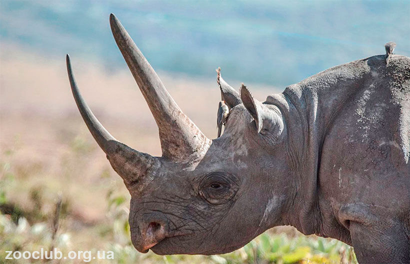 носороги африки