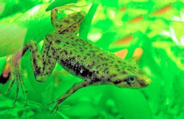 Карликовий кігтеносець, або карликова жаба Боетгера
