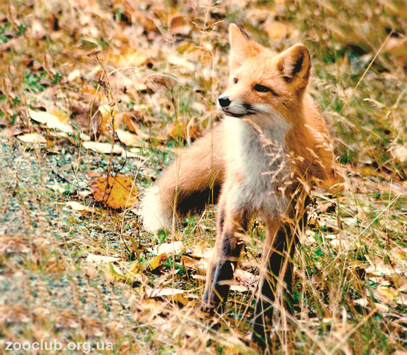  фото лисицы рыжей