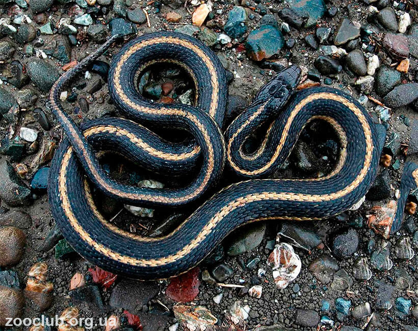 фото гигантской подвязочной змеи