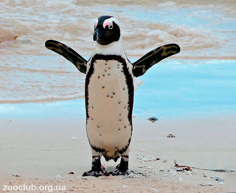 пингвин африканский фото