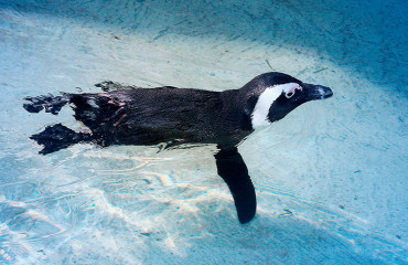 Очковий пінгвін