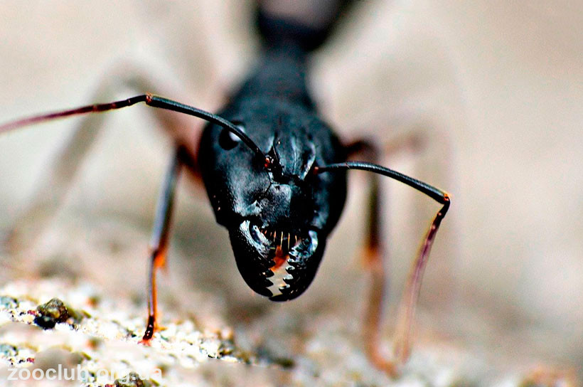 чем питаются садовые муравьи