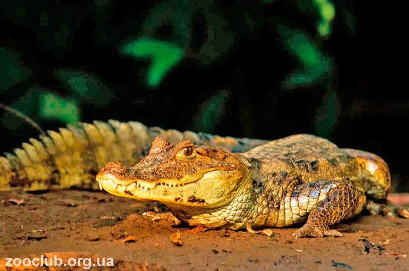 кайман крокодиловый фото