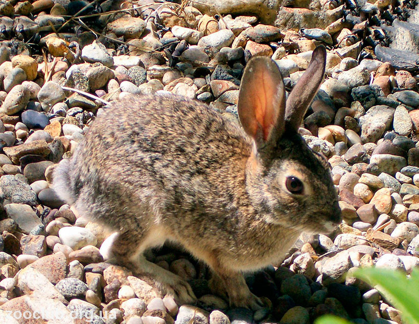 Степной кролик фото