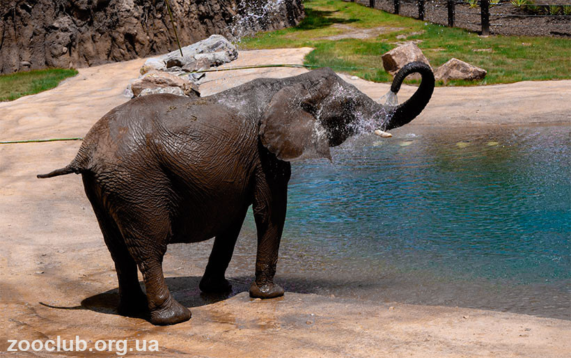 Слон африканский фото