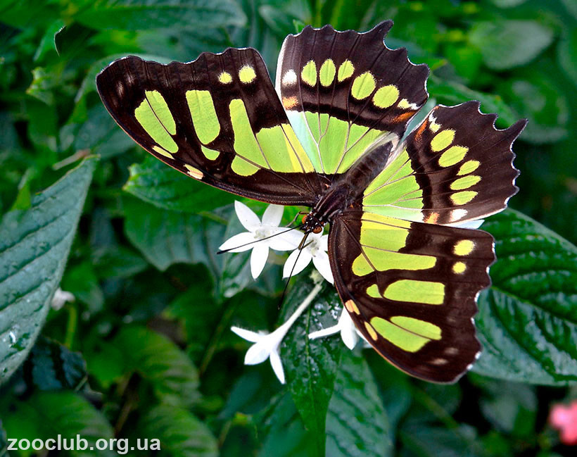Малахитовая бабочка фото
