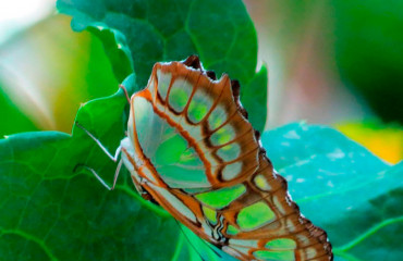 Метелик малахітовий