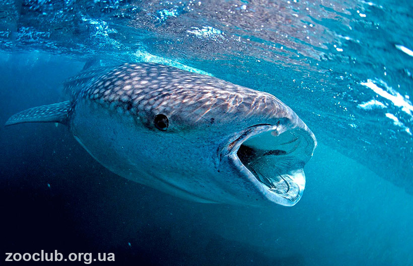 фото акулы китовой