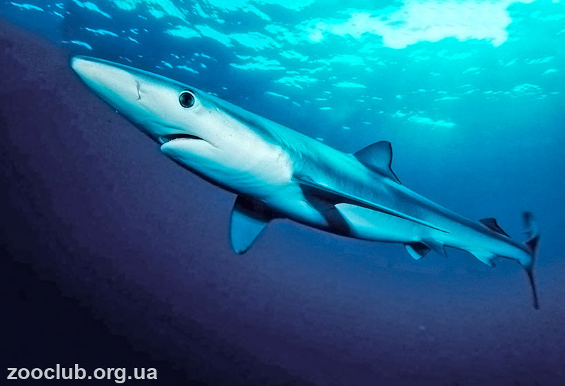 фото синей акулы