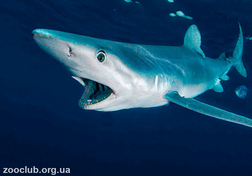 Синяя акула фото
