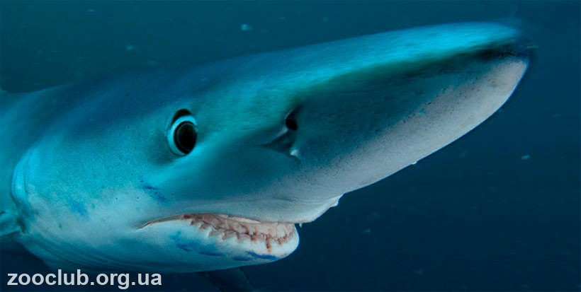 большая голубая акула фото