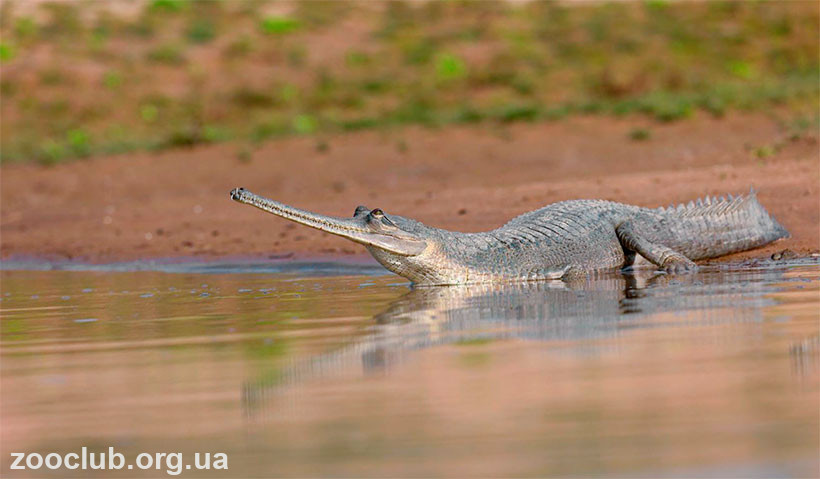 гавиаловый крокодил