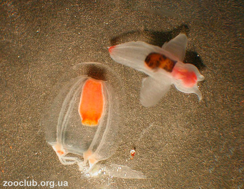 морской ангел крылоногий моллюск фото