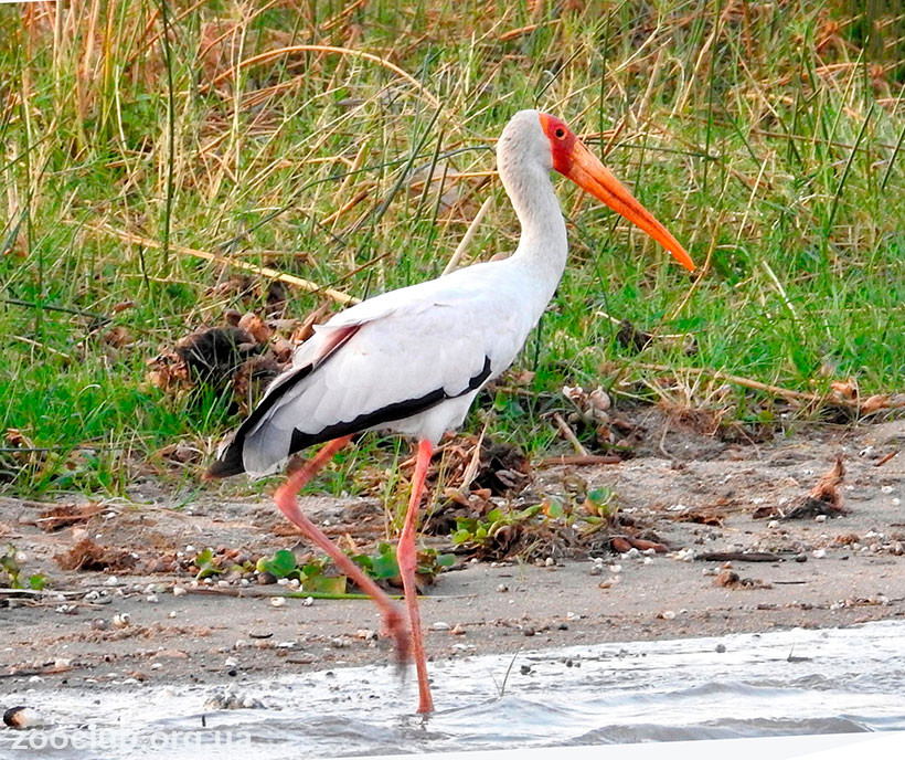 Mycteria ibis фото