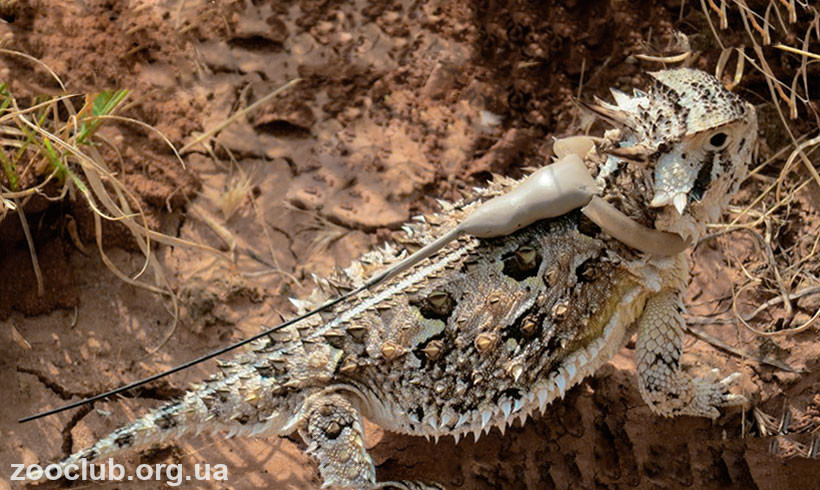фото солнечной рогатой ящерицы