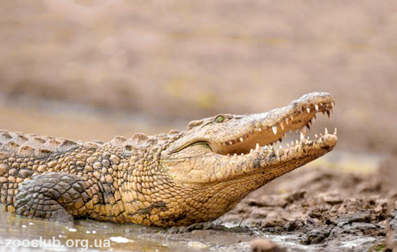  нильский крокодил фото
