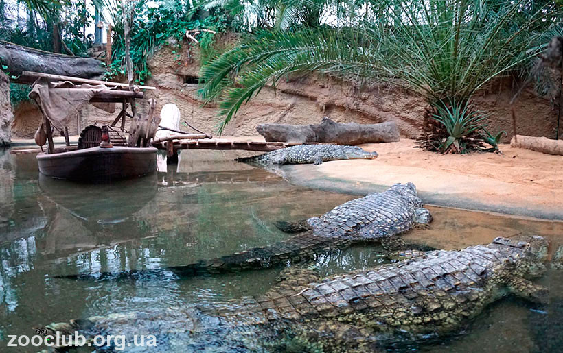 Фото нильского крокодила
