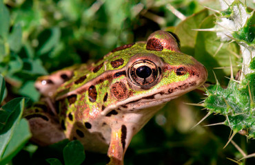 Леопардова жаба