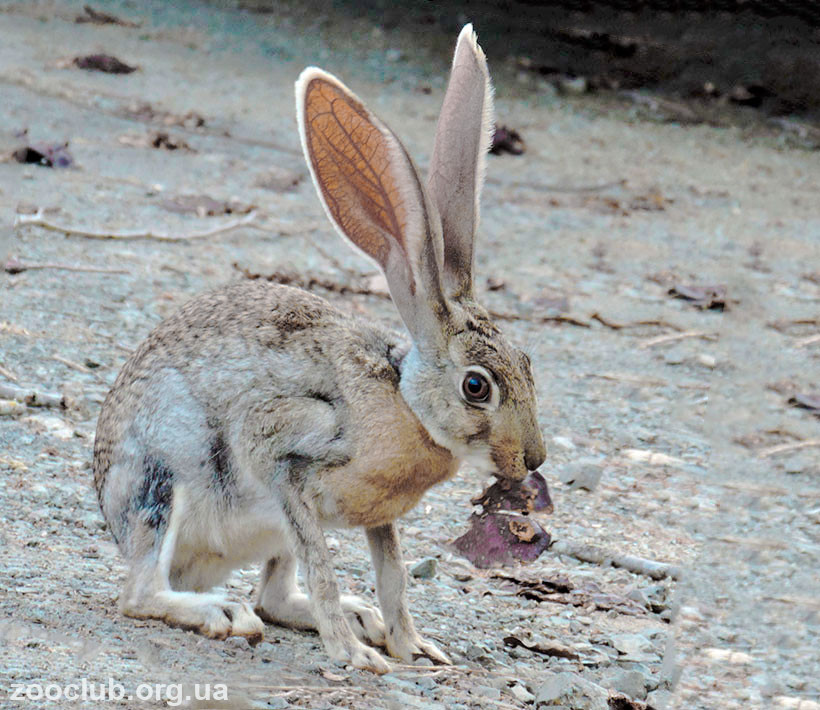 фото антилопового зайца