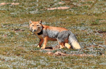 Тибетська лисиця