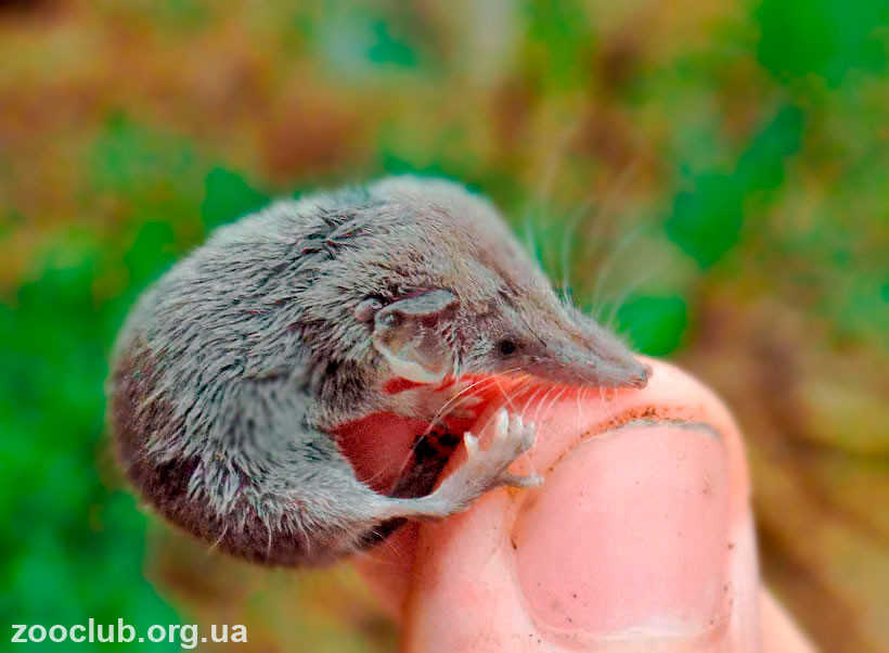 Этрусская мышь фото